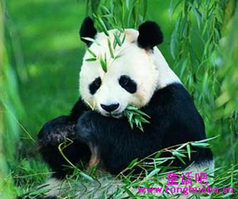 大熊猫为何只吃竹子?