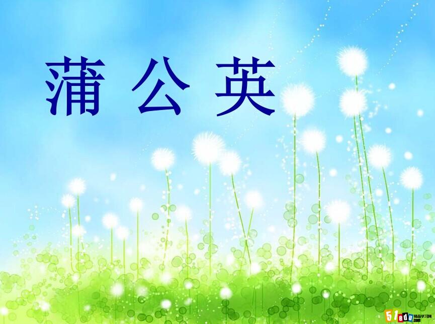 苏教版三年级语文上册课件:蒲公英课件(4)-精品