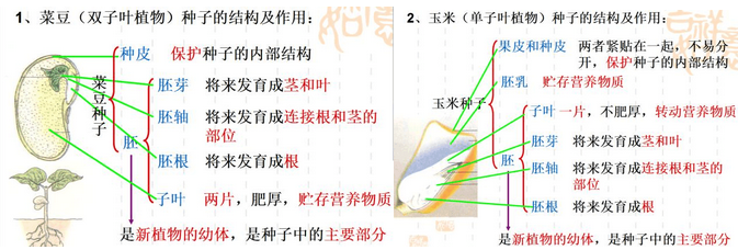 八年级生物上册期中考试知识点之种子萌发的过程