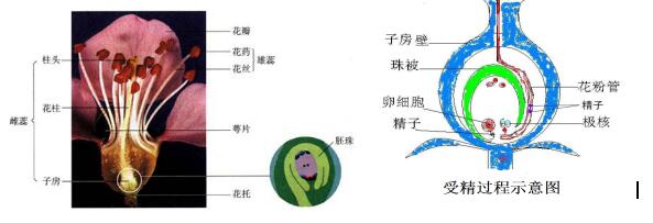 初中生物中考知识点:花的主要结构_中考生物复